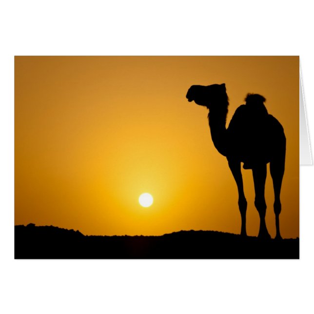 Silhouette of a wild camel at sunset (Front Horizontal)