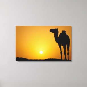 Silhouette of a wild camel at sunset canvas print