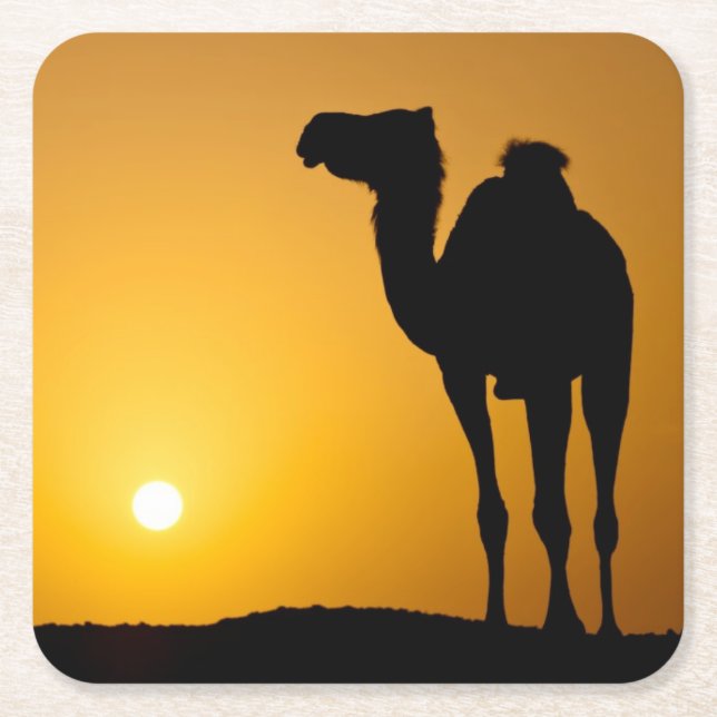 Silhouette of a wild camel at sunset square paper coaster (Front)