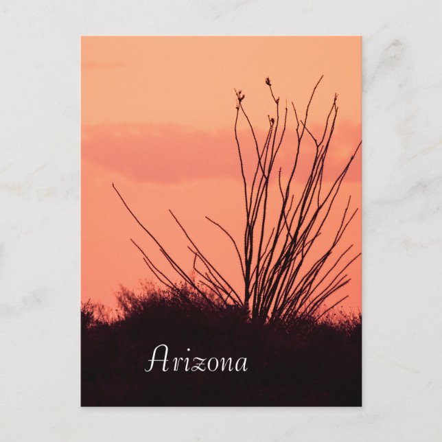 Silhouette of an ocotillo Arizona Postcard (Front)