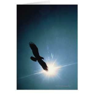 Silhouette of bald eagle flying in sky