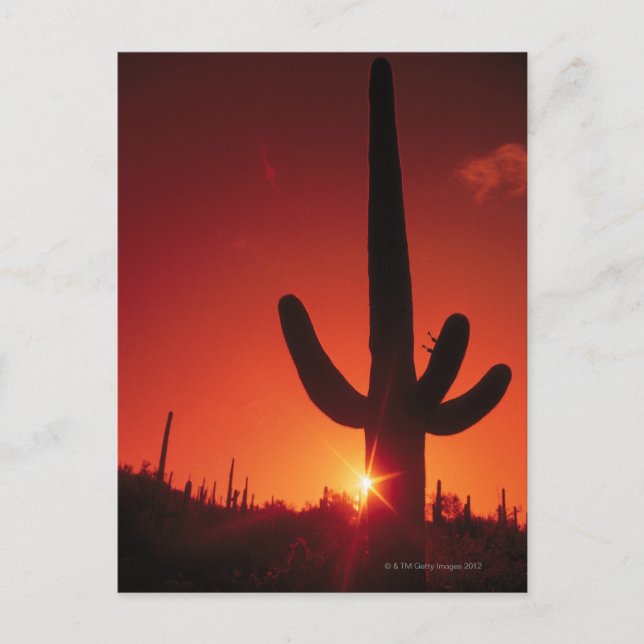Silhouette of cactus at dusk , Saguaro National Postcard (Front)