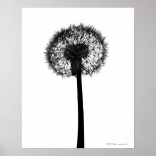 Silhouette of dandelion poster