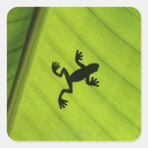 Silhouette of frog through banana leaf square sticker