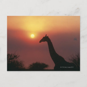 Silhouette of Giraffe (Giraffa Camelopardalis) Postcard