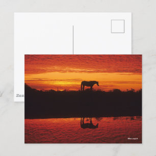Silhouette of Horse against Sunset Sky Postcard