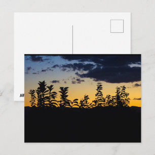 Silhouette of Leaves at Night Postcard