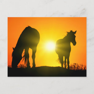 Silhouette of Two Horses at Sunset Postcard