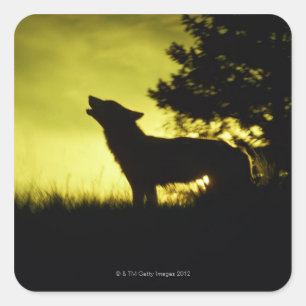 Silhouette of wolf howling square sticker