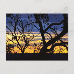Silhouette Trees Skyscapes Postcard