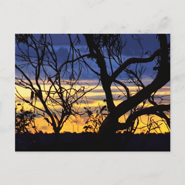 Silhouette Trees Skyscapes Postcard (Front)