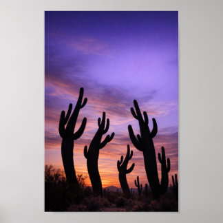 Silhouetted Cacti Moving with Twilight Poster