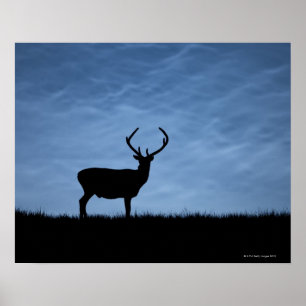 Silhouetted Red Deer Stag at Night Poster