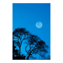 Silhouetted trees and full moon