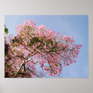 Silk Floss Tree Blossom Poster