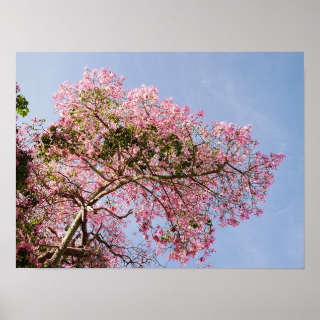 Silk Floss Tree Blossom Poster (Front)