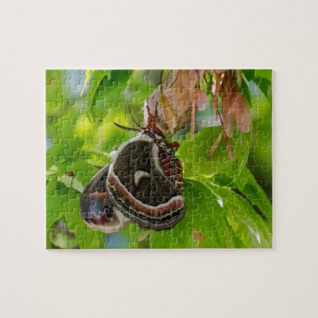 Silk Moth Jigsaw Puzzle (Horizontal)