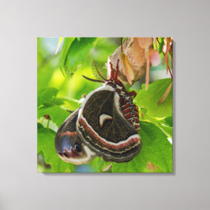 Silk Moth Wings Portrait Canvas Print