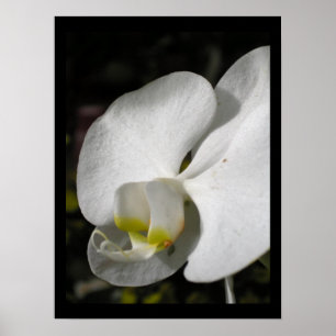 Silk Orchid Floral Photography Poster