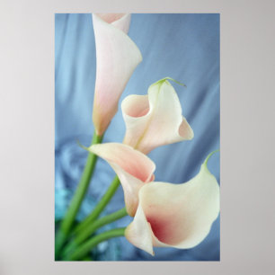 Silk Parade White Calla Lily Photography Posters