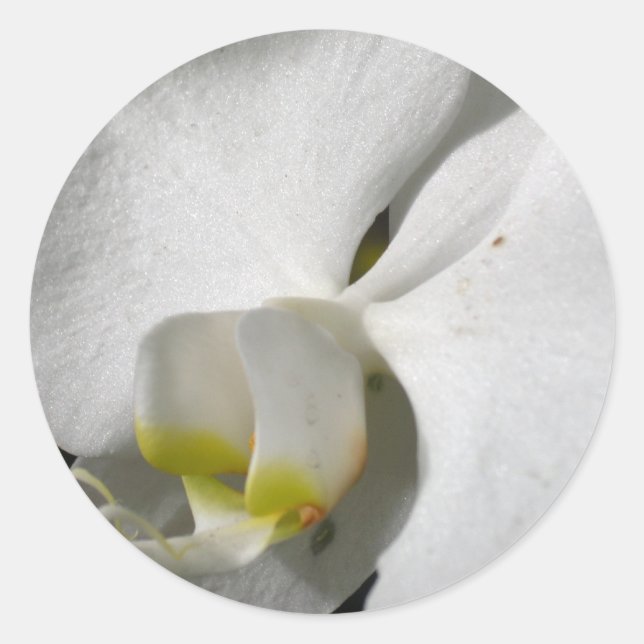 Silk White Orchid Round Sticker (Front)
