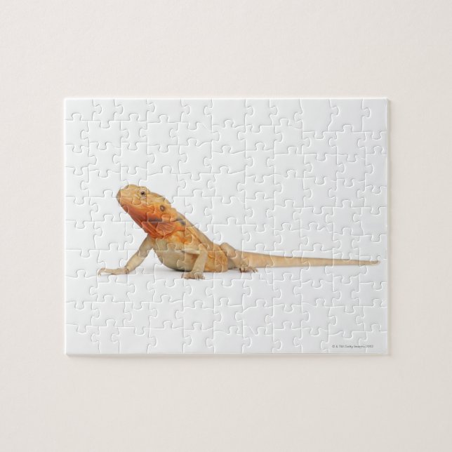 SilkBacks scaleless Bearded Dragon - Pogona Jigsaw Puzzle (Horizontal)