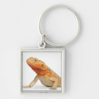 SilkBacks scaleless Bearded Dragon - Pogona