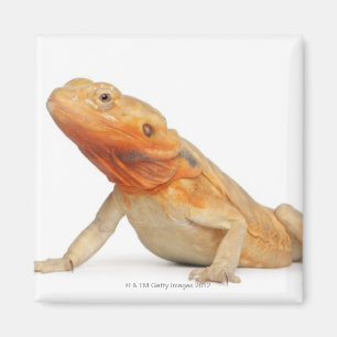 SilkBacks scaleless Bearded Dragon - Pogona Magnet