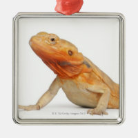 SilkBacks scaleless Bearded Dragon - Pogona