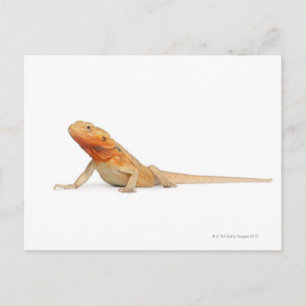 SilkBacks scaleless Bearded Dragon - Pogona Postcard