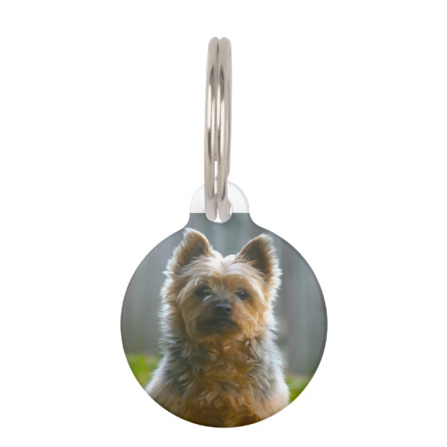 Silken Terrier Dog. Pet Tag (Front)