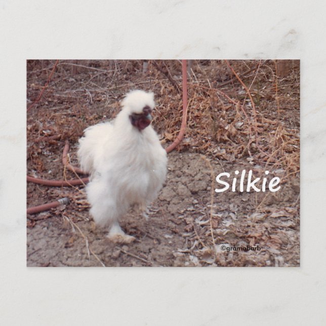 Silkie Bantam Chicken Postcard (Front)