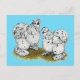Silkie Bantam Splash Chickens Postcard