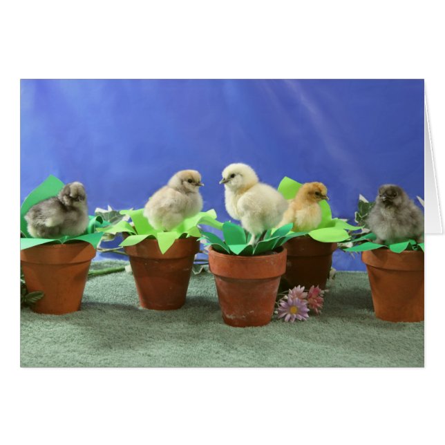 Silkie Chicks in Bloom (Front Horizontal)