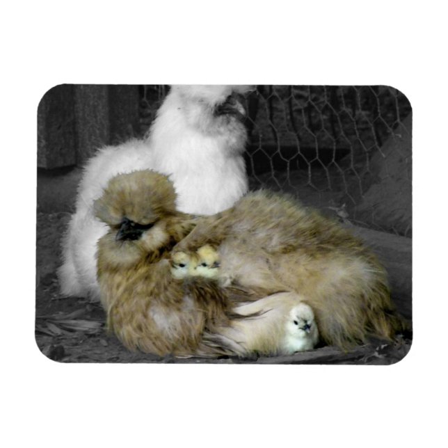 Silkie Hens with Chicks Peeking out of Feathers Magnet (Horizontal)