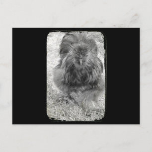 Silkie Postcard