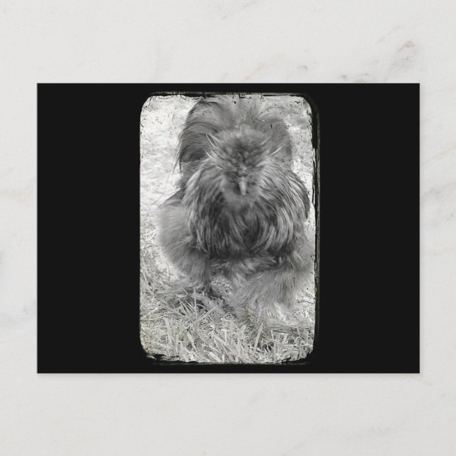 Silkie Postcard (Front)