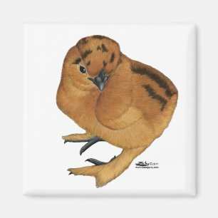 Silkie Red Chick Magnet