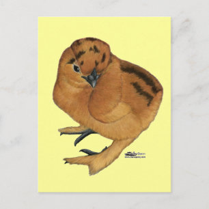 Silkie Red Chick Postcard