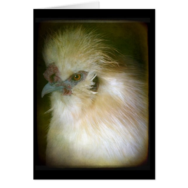 Silkie Rooster (Front)