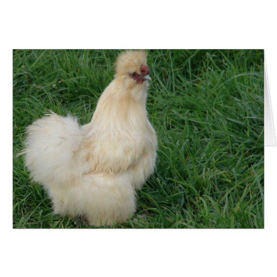 Silkie Rooster Card
