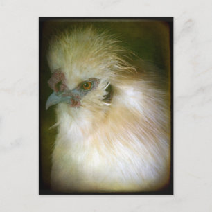 Silkie Rooster Postcard