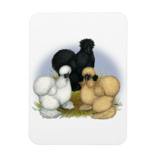 Silkie Trio Magnet