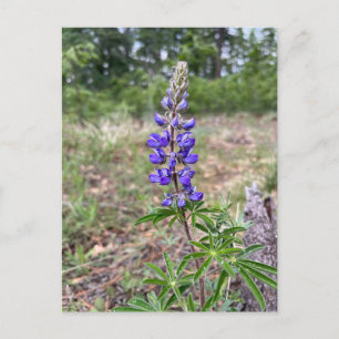 Silky Lupine (Lupinus sericeus) Postcard