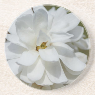 Silky Magnolia Coaster