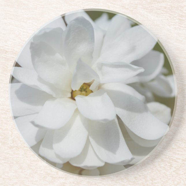 Silky Magnolia Coaster (Front)