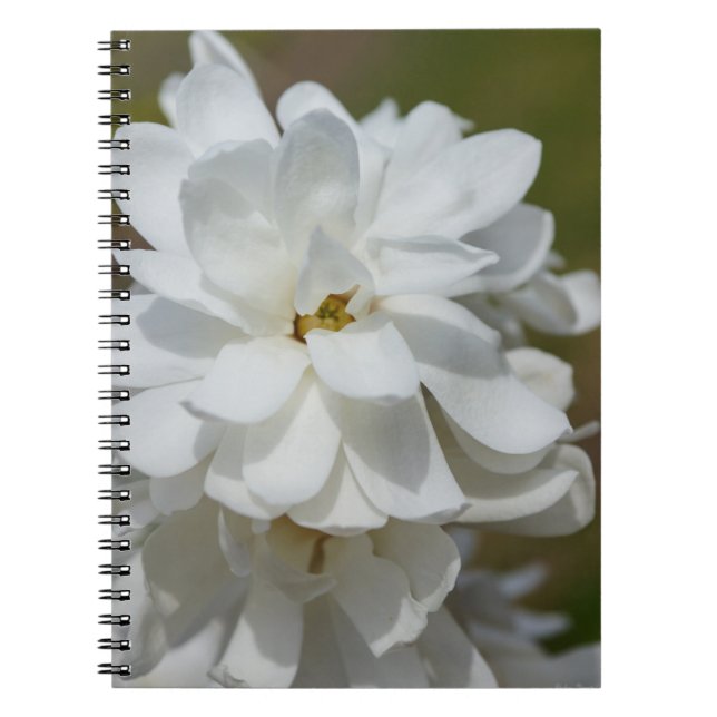 Silky Magnolia Notebook (Front)