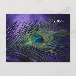 Silky Purple Peacock Feather Postcard