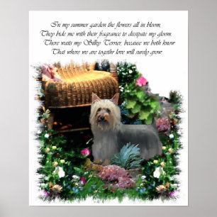 Silky Terrier Art Print