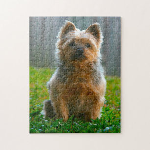 Silky Terrier Dog Jigsaws. Jigsaw Puzzle